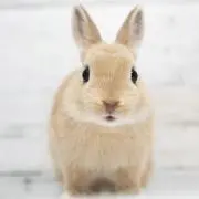 うさこの画像