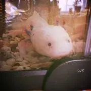 upa k ♪