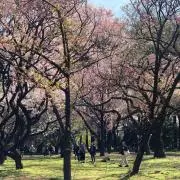 ひよこ