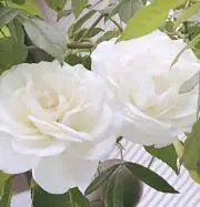 mzmz