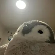 arataの画像