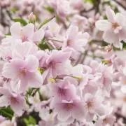 さくらこ　離席の画像