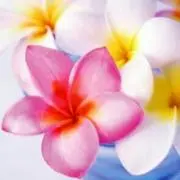 Alohaようこの画像