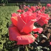 ゆきんこの画像