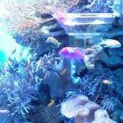 ☆夢羽☆の画像