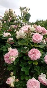 桜草＊プロフ必読＊の画像