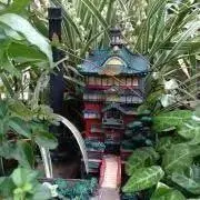 ハクの画像