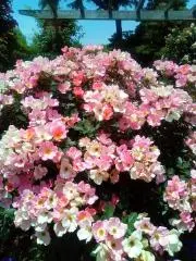 マカロニの画像