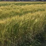 カレーうどんちゃんの画像