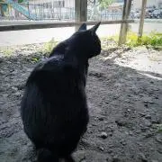 よししの画像