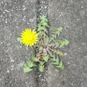 ぽぽさんぽの画像