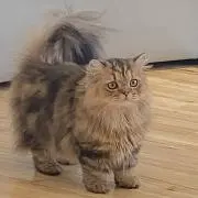 もかちゃんの画像