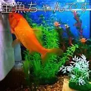 金魚ちゃんの画像