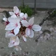 さくらの画像