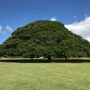 ちゃきの画像