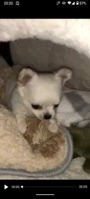 かおりちゃんの画像