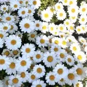 愛の画像