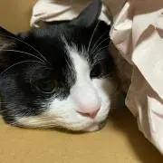 sの画像