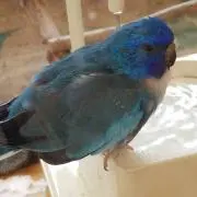 たあ