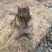 村上の画像