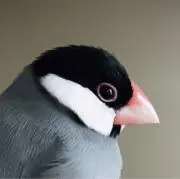 Rayの画像