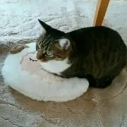 ぎいの画像