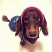 こうめの画像