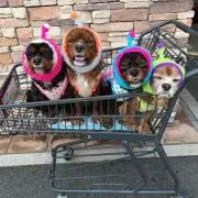 さちのすけ