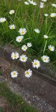FLOWERの画像