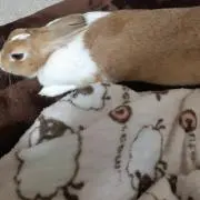 アロマックス♥の画像