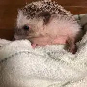 り