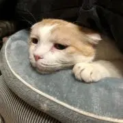 ZIMAの画像