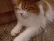 むぎの画像