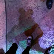 コダックの画像
