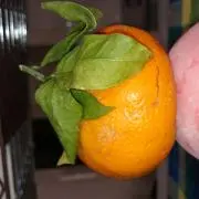 りんごの気
