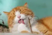 Muの画像