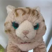 たかの画像