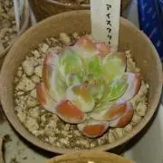 むにむに
