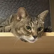 ちっちの画像