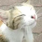 きじねこさん