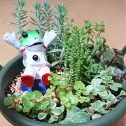 だぺの画像