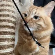 とうもろこし