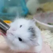 まるもり