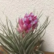 gfy
