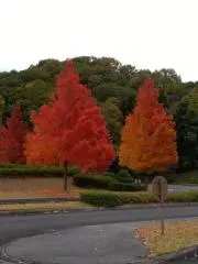 てるの画像