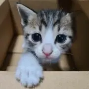ししみ
