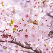 @の画像