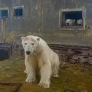 ぽーちゃんの画像