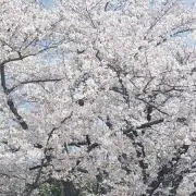 MARIONの画像