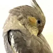 きなこ